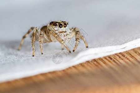 一只小跳蜘蛛紧闭着手持餐巾图片