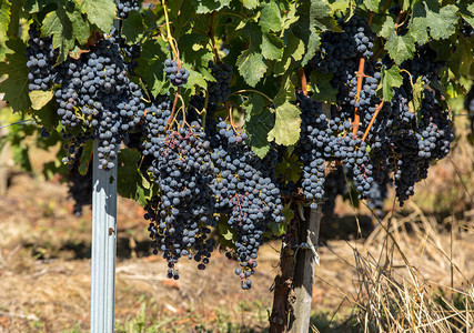红葡萄准备收割和酿酒生产法图片