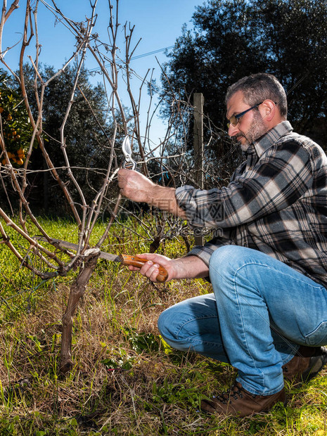 工作中的高加索葡萄种植者用专业剪刀和手工锯修剪葡萄图片