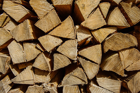 在木材中砍伐的木材原木图片