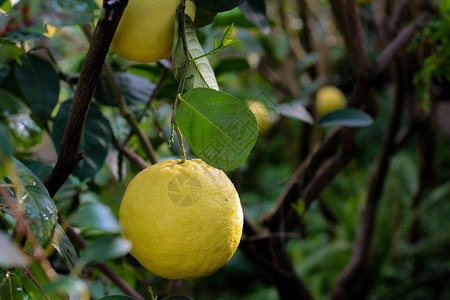 大黄柠檬水果挂在树枝上在丛林中富饶的绿叶背景之图片