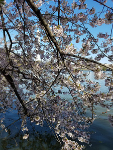 美国华盛顿特区樱桃花节图片