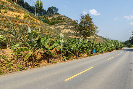 云南菠萝种植园一带山丘上的沥青图片