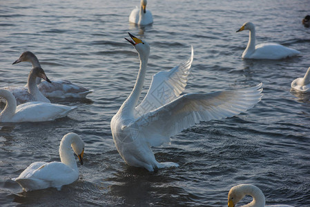 美丽的白天鹅在不结冰的冬季湖中游泳图片