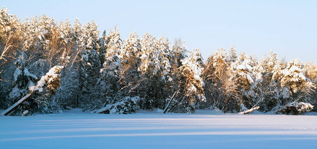 俄罗斯列宁格勒地区冬季风景雪林在阳光明背景图片