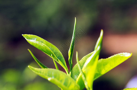 斯里兰卡绿茶叶茶叶山林图片