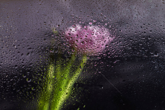 雨滴落在郁金香的窗户上图片