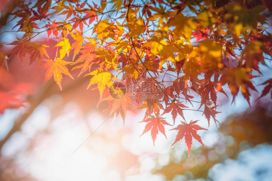 秋红黄的日本青叶在花图片