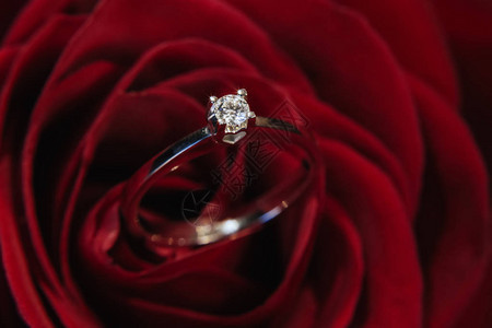 红玫瑰和内有明亮钻石的金戒指图片
