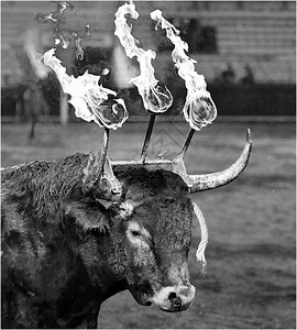 西班牙的公牛角着火图片