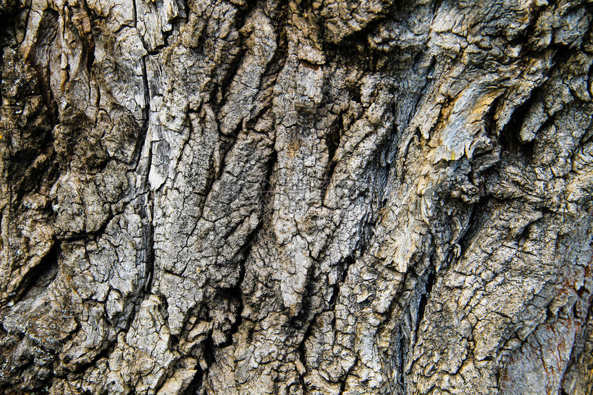 树皮纹理木背景图片
