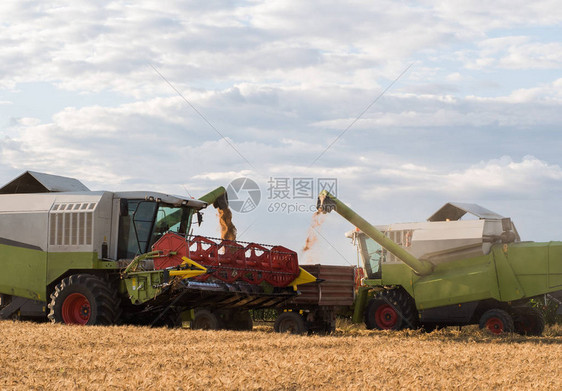 夏季收成后将小麦谷物拖车运图片