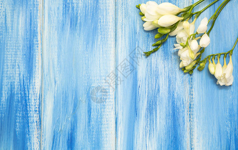 春天背景蓝色木制背景上美丽的春天小苍兰花文本图片