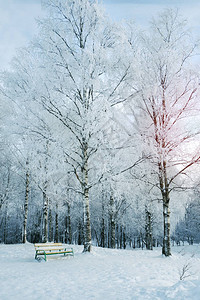 在雪地公园的一棵树下坐图片