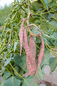 收获甜土豆植物土壤泥图片