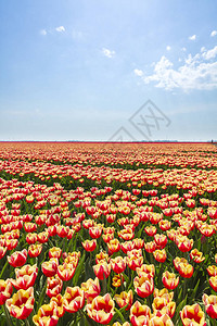 花田中多彩的荷兰郁金香在阳光明媚的蓝天下图片