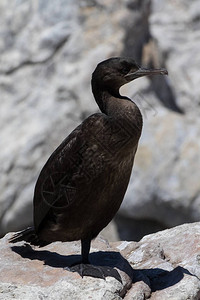 南非西开普州贝茨湾海洋保护区StonyPoint的Cormorant银行Phalacrocoraxdes图片