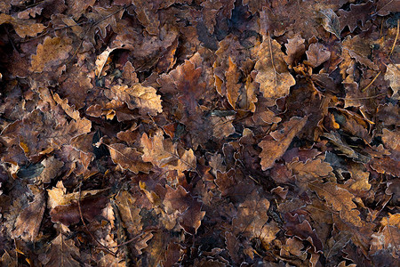 落下的腐烂树叶结霜图片