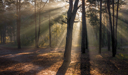 早晨阳光太阳光线森林图片