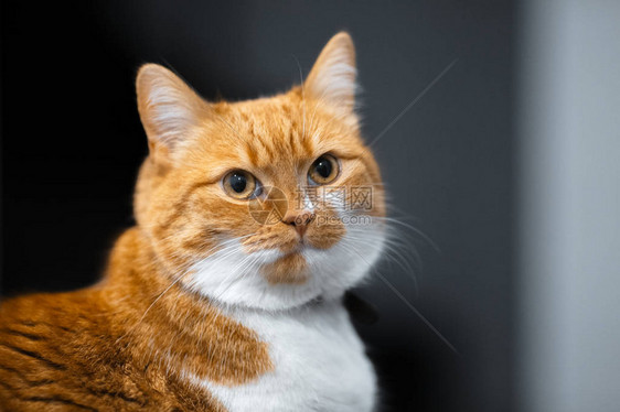 红白挪威猫的特写肖像图片