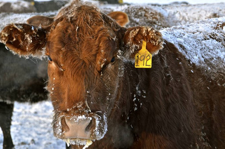 红安格斯牛肉在寒冷的冬天冻在冰和图片