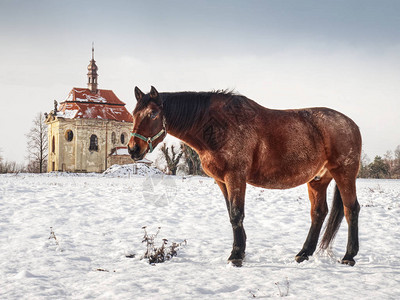 棕色马在牧场中寻找雪下的图片