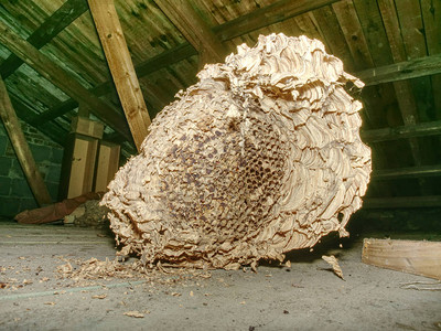 欧洲黄蜂的巢穴有用掠夺花园昆虫图片