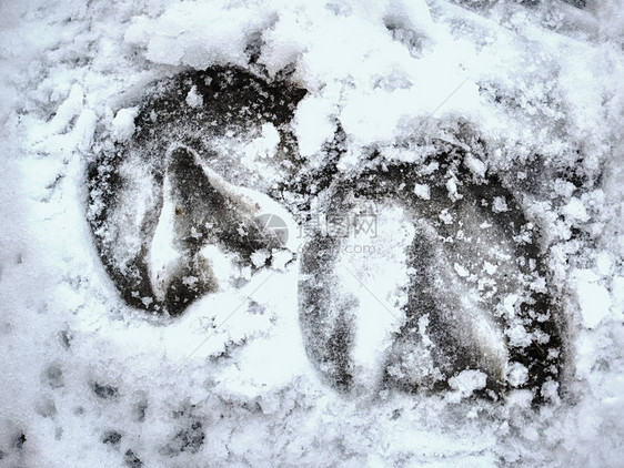 冰雪的马蹄足迹清晰的马蹄印压在湿雪图片