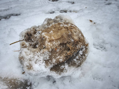 马蹄印在冰冻的湿雪中早晨在草图片