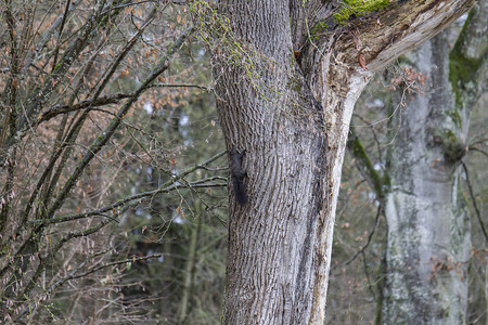 秋天欧洲棕色松鼠在无叶树图片