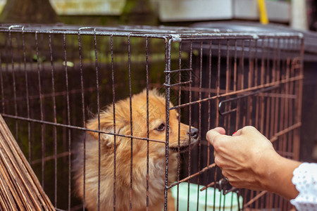 在笼子里可爱的小狗热带岛屿巴厘岛印度图片