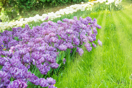 绿色公园里的紫色郁金香花坛图片