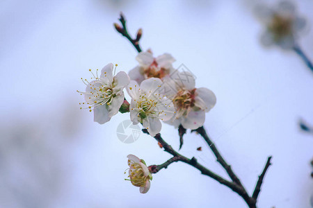 Prunuscerasoides是美丽的粉红色在泰国北部的1月至图片