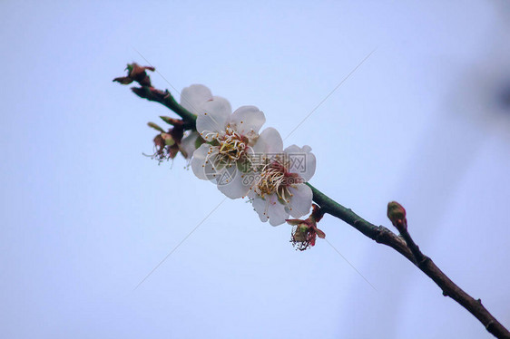 Prunuscerasoides是美丽的粉红色在泰国北部的1月至图片