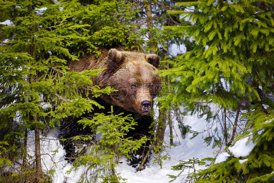 棕熊在其自然栖息地图片