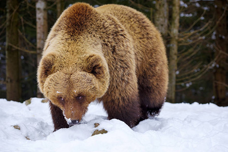 雪上野棕熊Ursusa图片