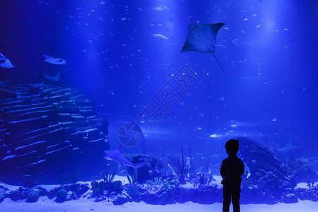 小男孩在水族馆观察鱼的剪影图片