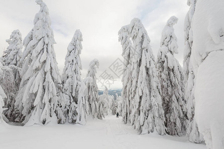 在下雪的冬季前往哈拉利波斯卡的途中图片