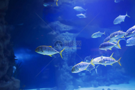 一群热带海鱼在蓝色的水中图片