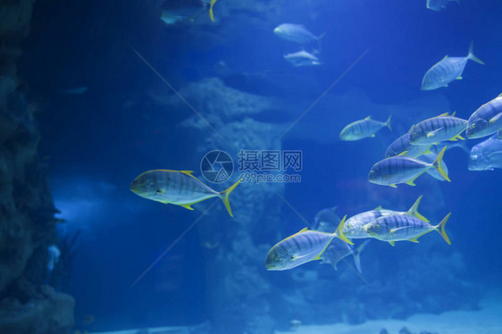 一群热带海鱼在蓝色的水中图片