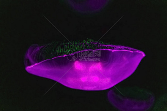 海水母在紫外线下光效应背景图片