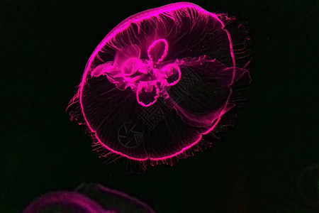 海水母下光效应紫外线背景图片