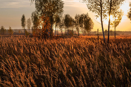 小麦耳朵的美丽下降和太阳坐落在树图片