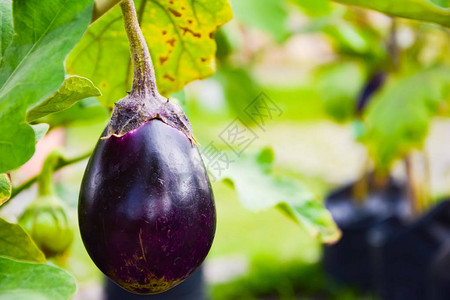 紫茄子或茄子或茄子或花园鸡蛋或几内亚南瓜或茄子被种植在地面上图片