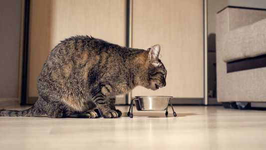 猫从碗里吃干食物图片