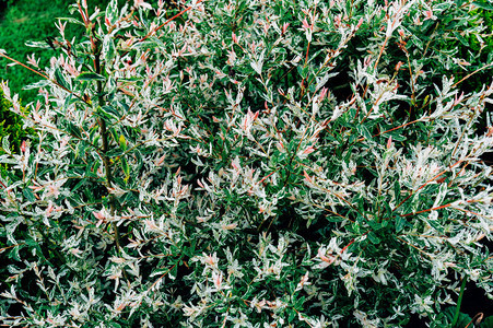 布希花园绿色叶子装饰很图片