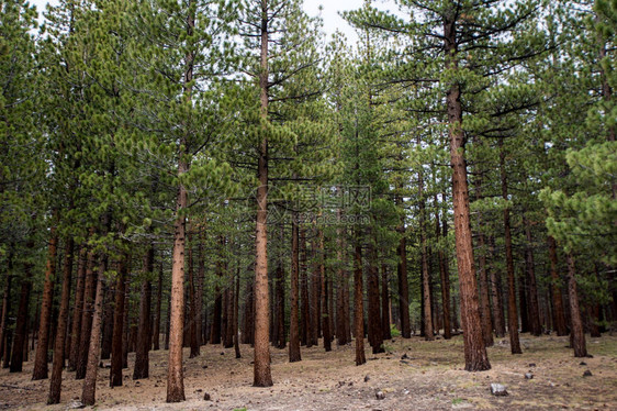 JeffreyPineTrees森林位于加利福尼亚州Mammoth湖的Mammoth风景环行公路上图片