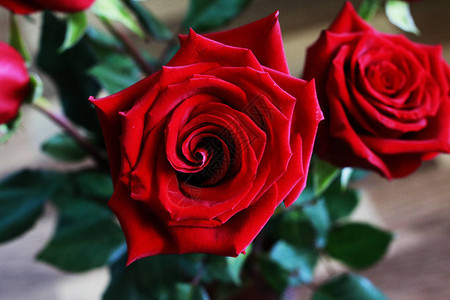 红玫瑰美丽芽的顶视图暗红色宝石玫瑰束上散景绿叶背景关闭视图情人节快乐图片