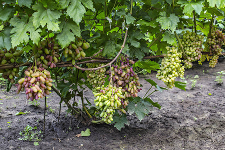 花园里的葡萄藤上成串的白葡萄新鲜成熟多汁的葡萄特图片