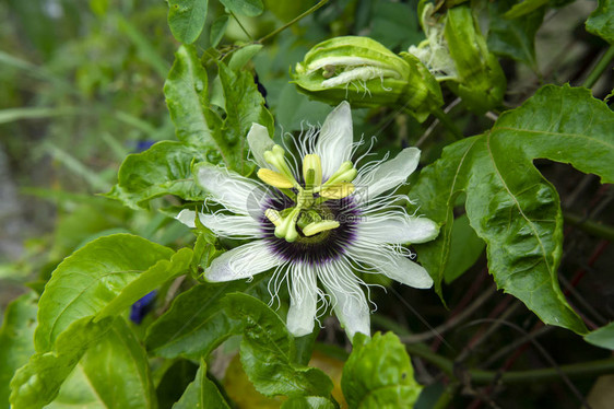 香草果花Passiflora图片